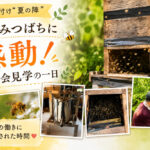 実家の片付け“夏の陣”～日本みつばちに感動した日～